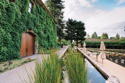 Off the Beaten Vine in the Wine Country
